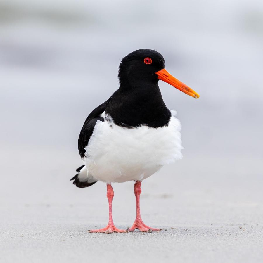 The Oystercatcher At The Bay, Filey Exterior photo